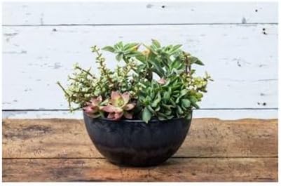 Novelty 31128 Napa Bowl Planter, Black, 12-Inch