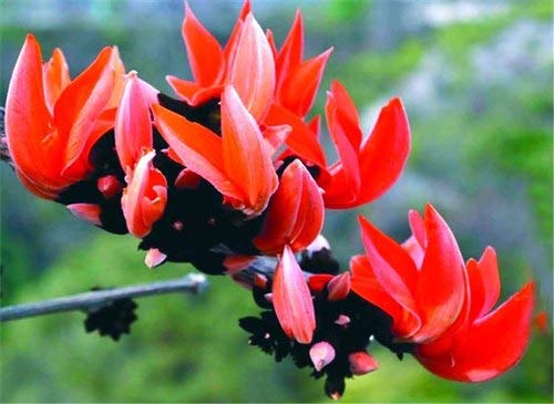 Golden Hills Farm Tree Seeds Brehma Vriksham, Chamatha Or Palash Unique Plant 20+ Seeds (B0973KM56Z) Amazon Price History, Amazon Price Tracker