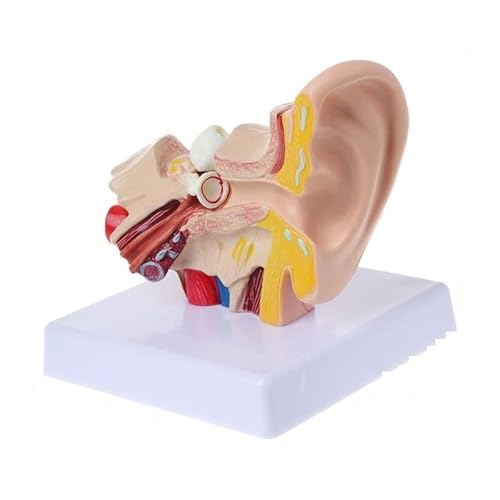 YSANO Puntelli Medici Modello 1,5 Volte la Dimensione della Vita Anatomia dell'orecchio Umano Modello di Anatomia Organmedico Forniture didattica Professionale