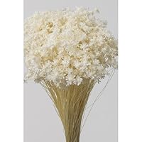 Amazon.co.jp: Daichi Farm DO030194-621 Dried Flower Star
