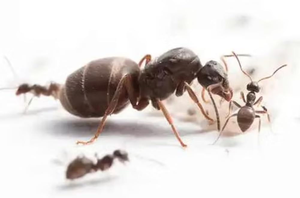 Lasius niger with 1-30 workers and brood Best Ants UK (Queen and 20-30 workers)