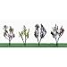Flowering Plants Series: Flower Trees