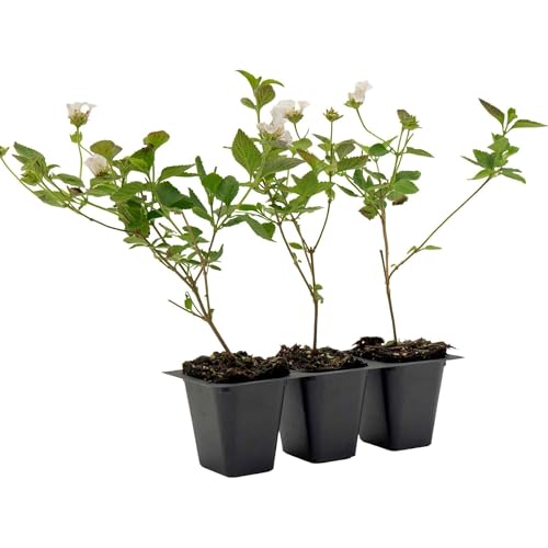 3 Trailing White Lantana – Cascading White-Flowering Evergreen Shrub for Groundcover, Containers & Hanging Baskets (Lantana montevidensis ‘Alba’) in 2.5″ Cubes, Live Plants