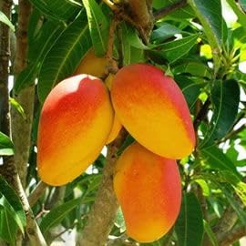 Eco Blooms Live Mango Plant Fruit Tree, small Mango Live Plant, Aam Ka Paudha (1 Healthy Live Plant with Black Plastic Pot) (B0CZRKYJ1P) Amazon Price History, Amazon Price Tracker