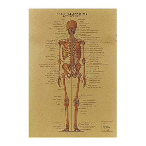 KunLS Affiche Corps Humain Poster Anatomie Poster Medecine Cartel De Arte De DiseñO De Alta Calidad 51.5cm * 36cm Piel De Vaca Serie De PerióDicos Antiguos 02