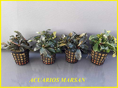 Water Plants Exclusive Product Four Plants Of Rare Bucephalandra Live Aquarium Plants Buy Online In India At Desertcart In Productid 63845787