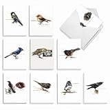 The Best Card Company - 20 Blank Bird Notes with Envelopes - All Occasion Wildlife Nature Animal Card Assortment (10 Designs, 2 Each) - Birds Watching AM3199OCB-B2x10