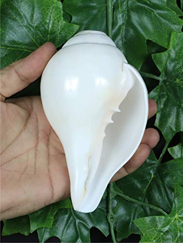 Ashirwad Genuine Blowing Shankh Vamavarti Dattatreya - Conch Shells - Puja Ritual - Plain Pooja Shankh - Shankhnaad (Shankh-5.6-6.0In) #TOP2