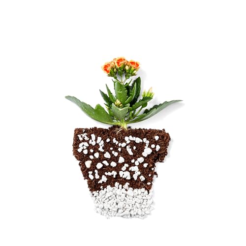 Perlite Bliss (24 Qts) - Organic Perlite for Plants Indoor Soil Amendment - Bulk Perlite for Gardening & Seed Starting - Mixes Easily with Potting Soil, Vermiculite, & Organic Coco Coir for Plants