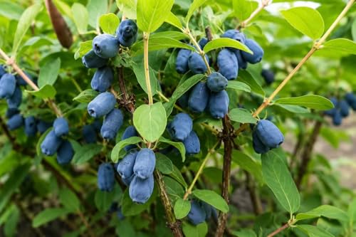 Blue Honeysuckle Seeds for Planting 50+ Seeds Honeyberry Haskap Berry Seeds (Lonicera caerulea) Edible Berry Shrub Seeds for Outdoor Garden & Backyard Growing