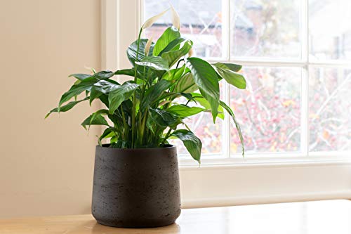 Peace Lily Fertilizer | Spathiphyllum Plant Food | Liquid Fertilizer for Spathiphyllum Pot | Peace Lily Plant | Spathiphyllum Sensation | NPK Fertilizer by Aquatic Arts
