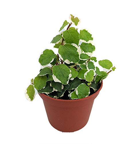 Creme & Green Creeping Fig - Ficus pumila VAR- 2.5 Pot - Terrarium/Fairy Garden - HRG Garden Decoration Creme & Green Creeping Fig - Ficus pumila VAR- 2.5" Pot - Terrarium/Fairy Garden - HRG Garden Decoration