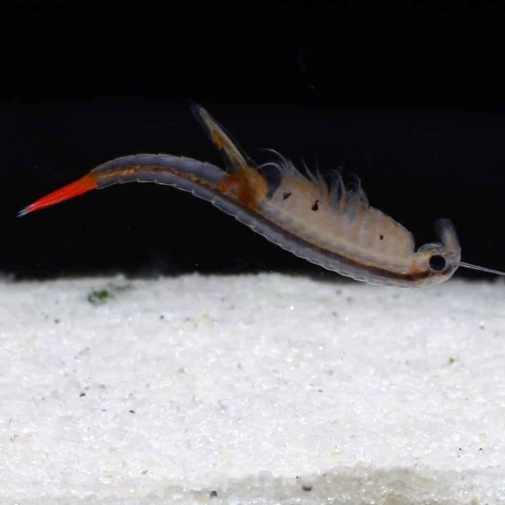 Feenkrebse Starterset mit Urzeitkrebs Eiern: 2,5 l Aquarium, Zubehör, Zuchtansatz, Futter und Anleitung, Dendrocephalus brasiliensis