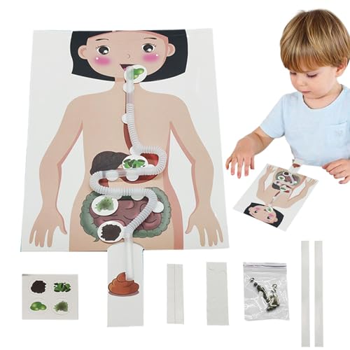 Kit de experimentos de ciencia, juguetes de manualidades para niños,Modelo y póster de anatomía humana resistente | Kits y juguetes científicos divertidos y educativos para cumpleaños y Navidad.