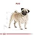 Royal Canin Pug | 1,5 kg | Trockenfutter für ausgewachsene Möpse | Zur Unterstützung des Fells und der Verdauung | Für Hunde ab dem 10. Lebensmonat