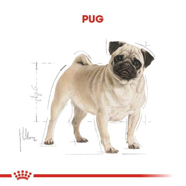 Royal Canin Pug | 1,5 kg | Trockenfutter für ausgewachsene Möpse | Zur Unterstützung des Fells und der Verdauung | Für Hunde ab dem 10. Lebensmonat