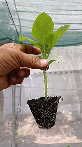 Grafted plant seed // Eggplant seed 800 pcs // Turkey berry seed // Solanum Torvum seed