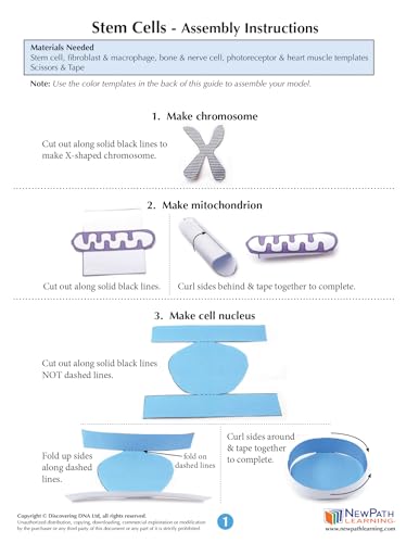 Image of NewPath Stem Cells 3-D Paper Model Making Kit - Individual Student Edition (24-7732)