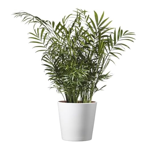 American Plant Exchange Parlor Palm – Live 6-Inch Potted Houseplant with Pot Cover, Easy-Care Air-Purifying Indoor Palm, Low-Light Tropical Plant for Home, Office, Bedroom & Indoor Décor