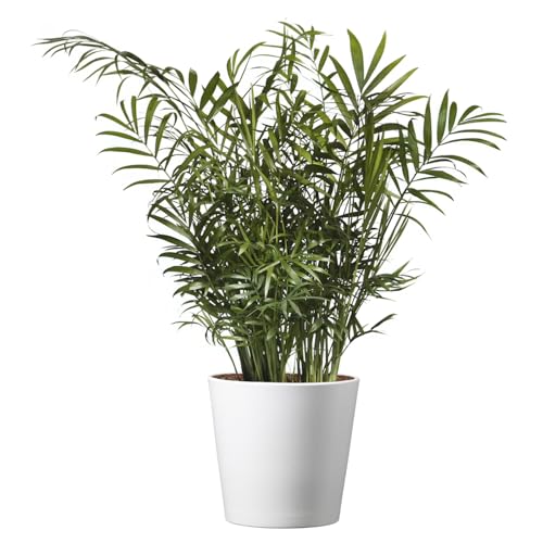 American Plant Exchange Parlor Palm Live 6-Inch Potted Houseplant with Pot Cover Easy-Care Air-Purifying Indoor Palm Low-Light Tropical Plant for Home Office Bedroom & Indoor Dcor