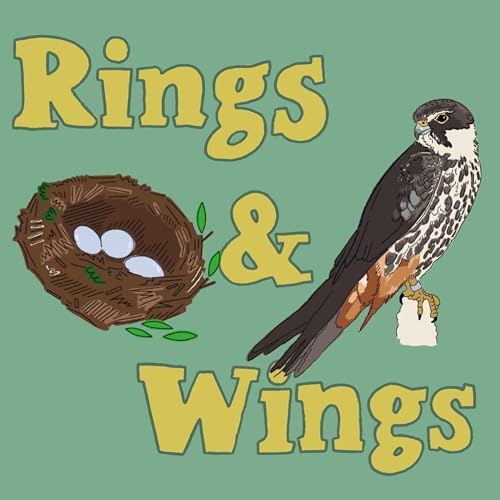 Rings & Wings Titelbild