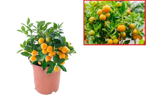 Calamondin- Naranjo enano Chino de 55 cm de Altura - Kumkuat Plan...