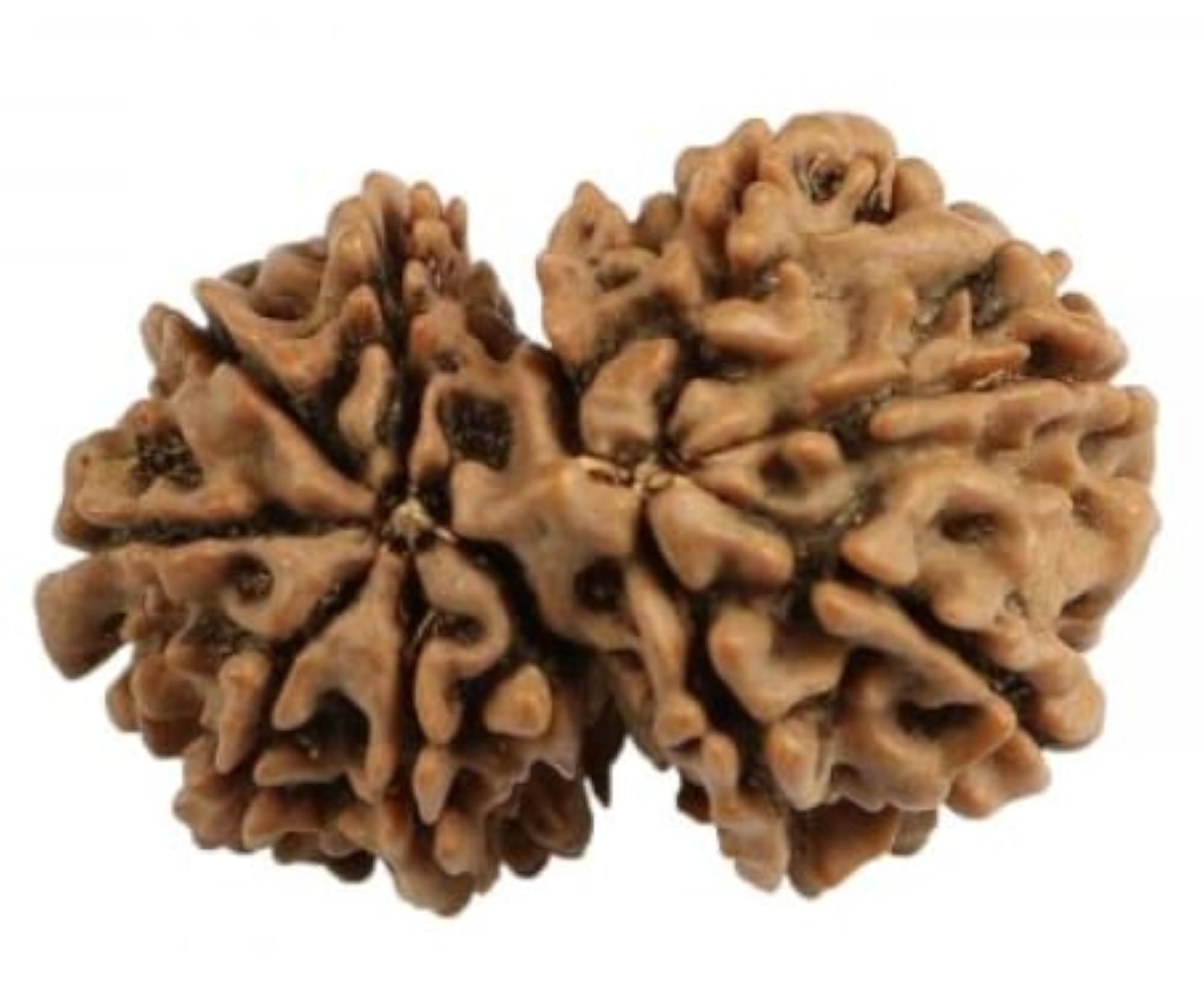 Gauri Shankar Rudraksha, Natural Colour, Certified