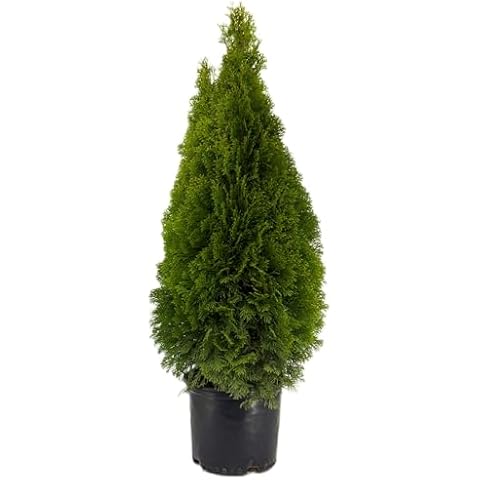 Emerald Green Arborvitae (Thuja Occidentalis 'Smaragd') - 3 Gallon Pot, Dense Evergreen Privacy Hedge, Ideal for Landscaping, Cold-Hardy Cover