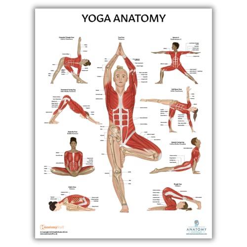 Image of Anatomy Lab Stretching and Yoga Anatomy Poster Set | 2 PACK LAMINATED, Anatomy and Physiology Poster, 17.3 x 22.5 Inches, Human Anatomy Poster