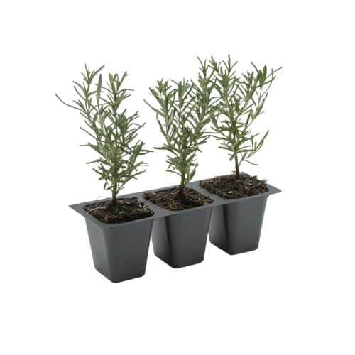 3 Tuscan Blue Rosemary, Live Plants Rosmarinus Officinalis Hardy & Fragrant Herb in 2.5 Nursery Pots Grows Up to 5 Ft, Easy to Maintain, Great for Cooking, Landscaping & Aromatherapy