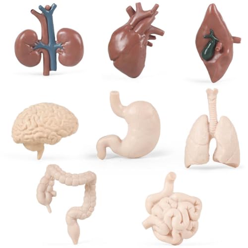 YANGSHINE - YANGSHINE Organ Model 8PCS Lifelike Human Body Organ Model Human Anatomy Model Anatomy and Physiology Study Tools Teenagers Sciences Learning Kit(Suitable for Ages Over 14)