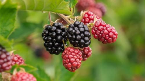 200 Sweet BlackBerry Seeds Fruit Garden Seeds
