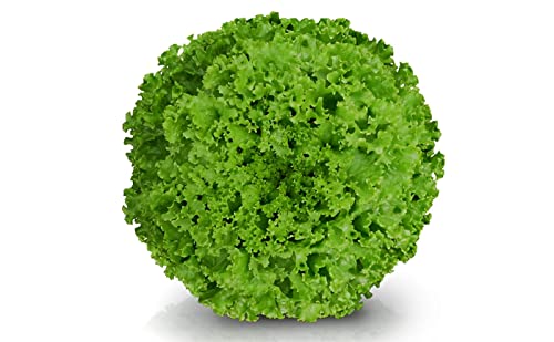 SEMENTE DE ALFACE CRESPA JADE - 7500