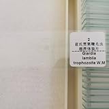 1 Piece Giardia Lamblia Trophozoites Parasite Prepared Slides