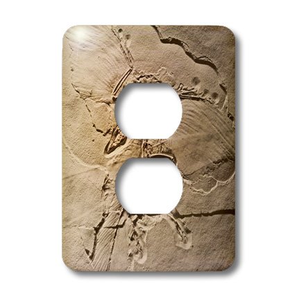 Bouchon de sortie Archaeopteryx 3dRose cache prise pour masquer les défauts 15,2 cm - 2
