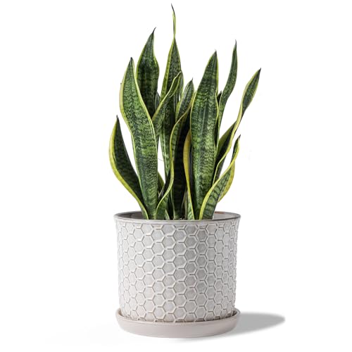 Chubacoo 8 Inch Plant Pot : Ceramic Planter Pot with Drainage Hole & Saucer - Flower Pot for Indoor & Outdoor Plants - Planter with Separate Tray for Home/Office - Honeycomb, Cream White