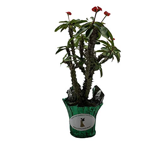 American Beauty Crown Of Thorns Live Plant Euphorbia Milii Red Flower Cactus-Like Succulent Starter Size 4 Inch Pot Emerald Tm #TOP2