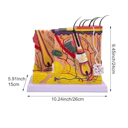 Structure tissulaire de peau modèle 3D anatomique pour l'apprentissage - 8