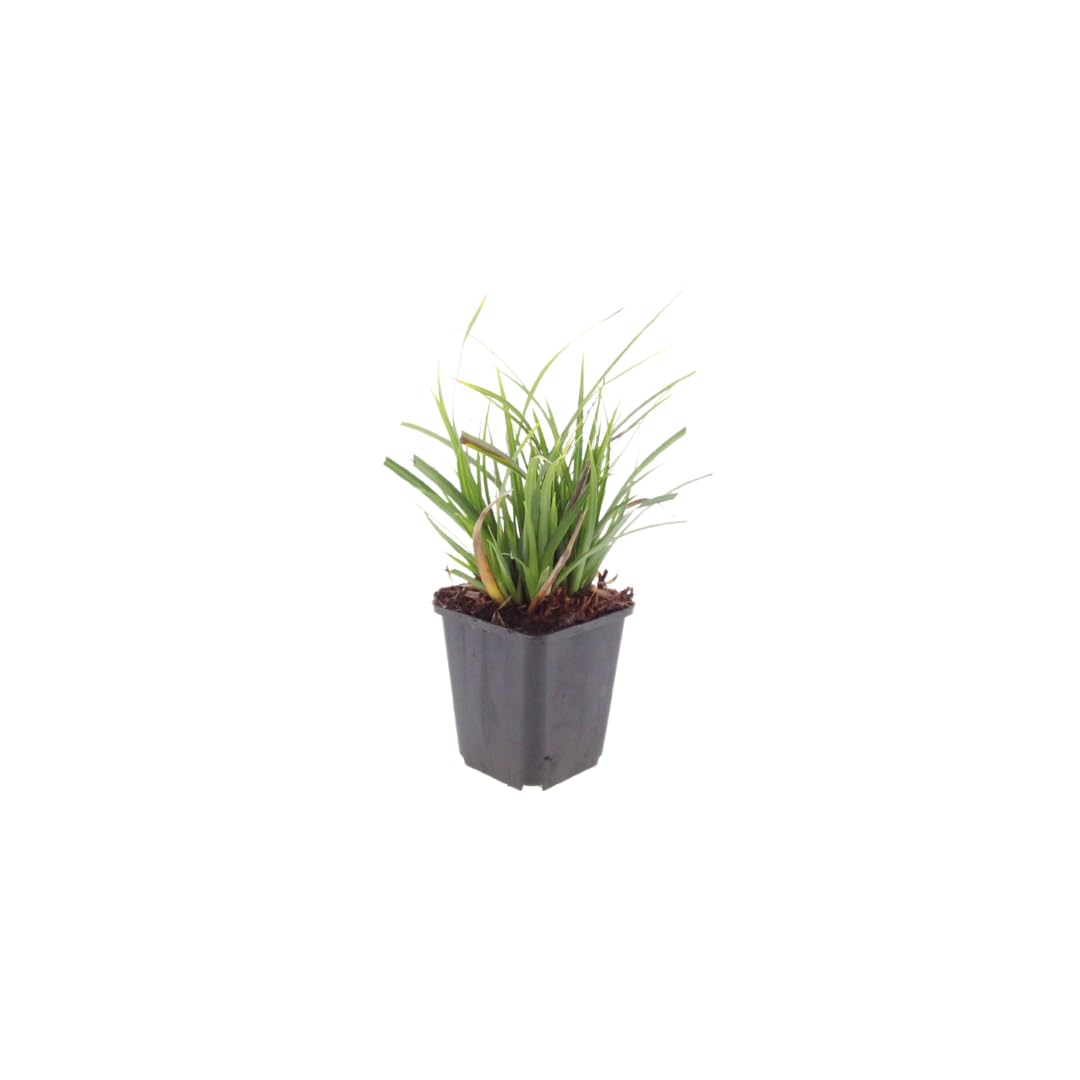 Carex morrowii | 48 sztuk - 10-25cm - Ø9cm - Roślina ogrodowa