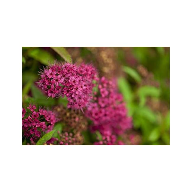 SommerSpiere (Spiraea japonica) Spieren Garten Wissen