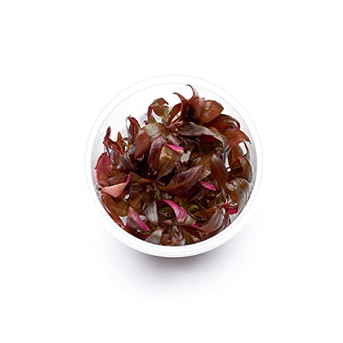 Alternanthera reineckii mini - Mini-Papageienblatt in vitro 5,5cm Bechergröße - in vitro Wasserpflanzen für Aquarien