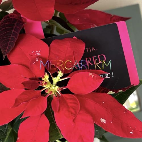 プリンセチア ピュアレッド 4号鉢《1021》のサムネイル