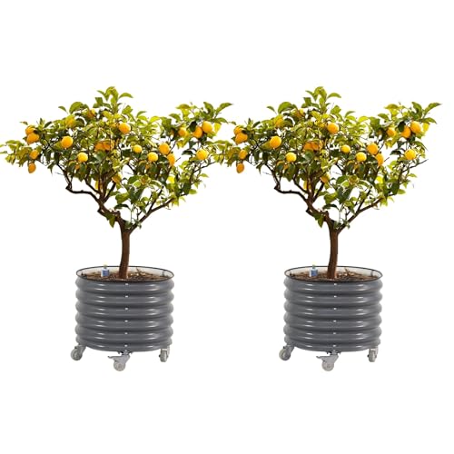 Rolling Metal Citrus Tree Planter, Self-Watering Round Large Pot for Growing Trees Tomatoes Vegetables and Flowers, Raised Garden Bed with Wheels for Porch Patio & Backyard, Twin Pack-Modern Gray