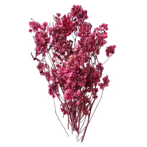 Ramo de Flores Secas Dodonaea Viscosa para Decoración miniatura 5