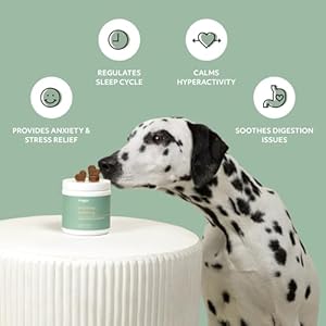 Reggie Anytime Calming Chews for Dogs | Natural Calming Dog Treats to Reduce Hyperactivity, Separation Anxiety, & Stress | Vet-Approved & Ideal for All Ages, Breeds, and Sizes – 60 Soft Chews