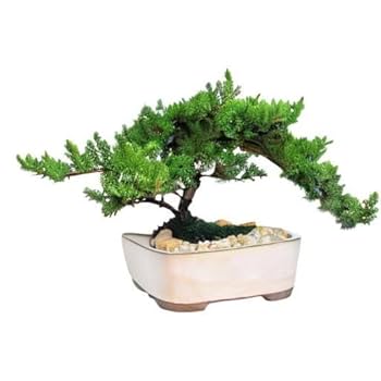 Amazon.com: Eve's Garden 日本杜松盆景樹,10 歲日本杜松樹,種植