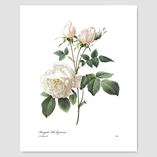 White Flower Art, French Botanical Prints - Vintage Floral Decor, Summer Wall Art, Hibiscus, Redoute Rose, Peony, Lily, Camellia, Tuberose - Set Of 6, Unframed #TOP3