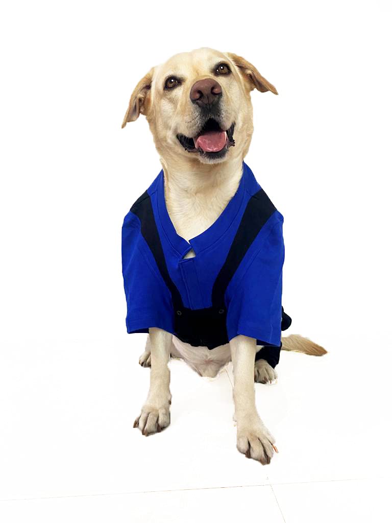 DOG-O-BOW Blue Black Dungaree (Small) (B096PFPNSB) Amazon Price History, Amazon Price Tracker