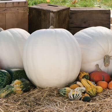 Semillas de calabaza gigante de oso polar para plantar 10 semillas raras crecen hasta 75 libras ideal para White Ghost Jack-O-Lantern