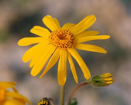 Image of Arnica Oil (Arnica Montana) 1000ml | 100% Pure & Natural Carrier Oil | for Massage, Muscle Relaxation, Skin Care & Hair Care | Lightweight & Non-Greasy